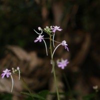 Impatiens lancifolia C.Bandara, Atthanagoda & Kariyawasam